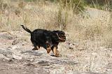 CAVALIER KING CHARLES 054